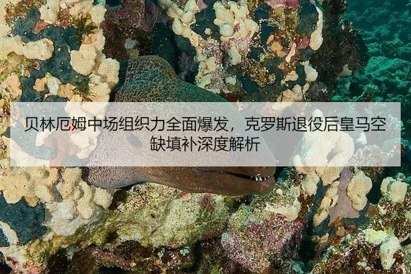 bei-lin-e-mu-zhong-chang-zu-zhi-li-quan-mian-bao-fa-ke-luo-si-tui-yi-hou-huang-ma-kong-que-tian-bu-shen-du-jie-xi-2-620.jpg